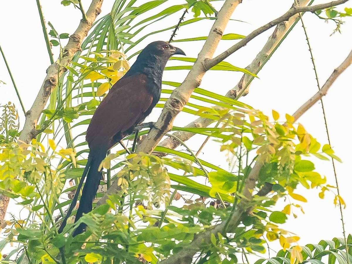 Greater Coucal - ML619887839