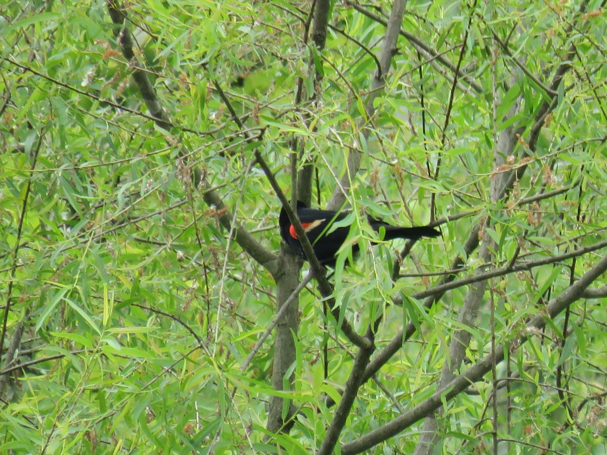 Red-winged Blackbird - ML619887840