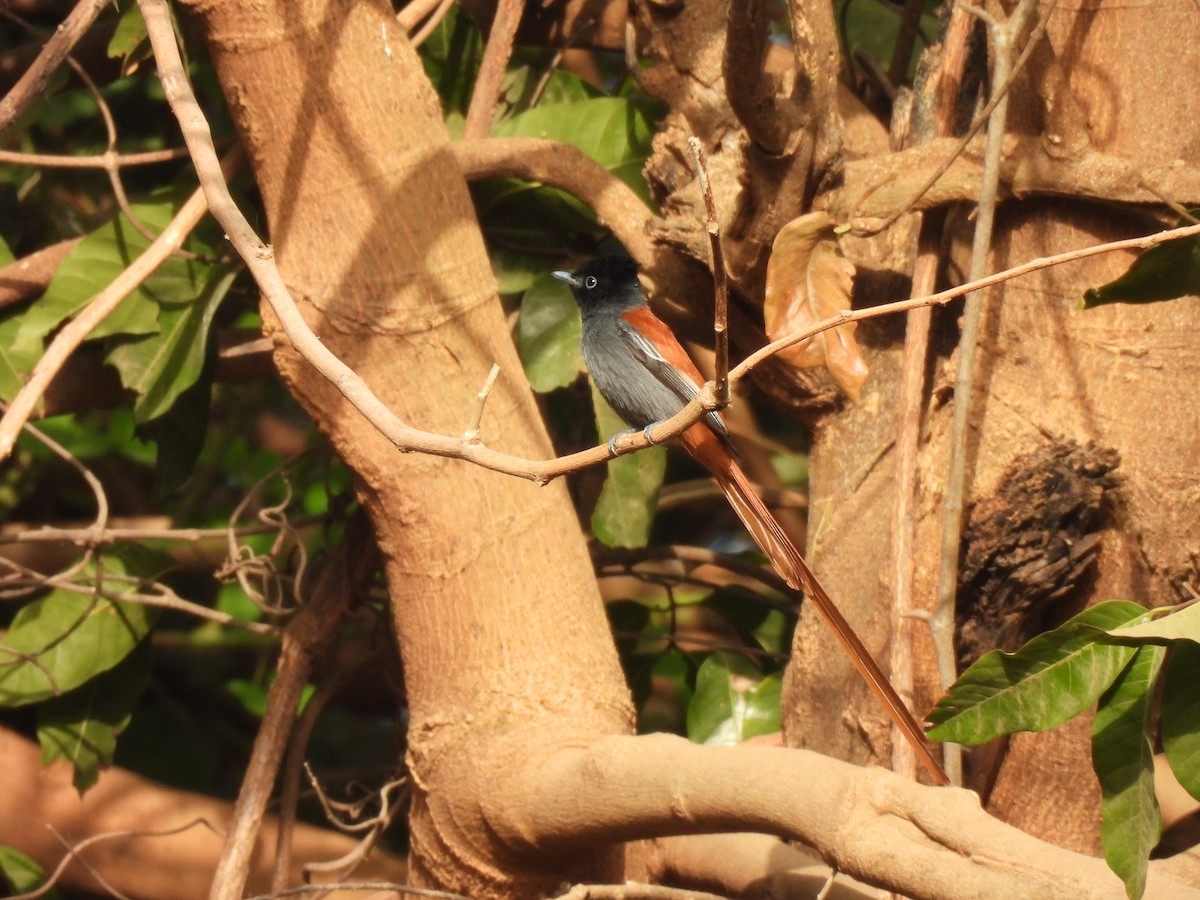 African Paradise-Flycatcher - ML619887850