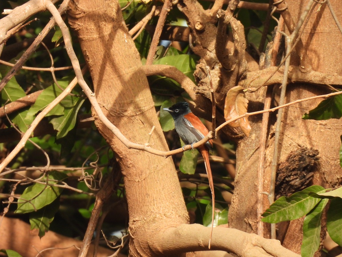 African Paradise-Flycatcher - ML619887853