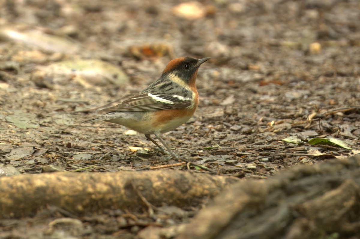 Bay-breasted Warbler - ML619887858