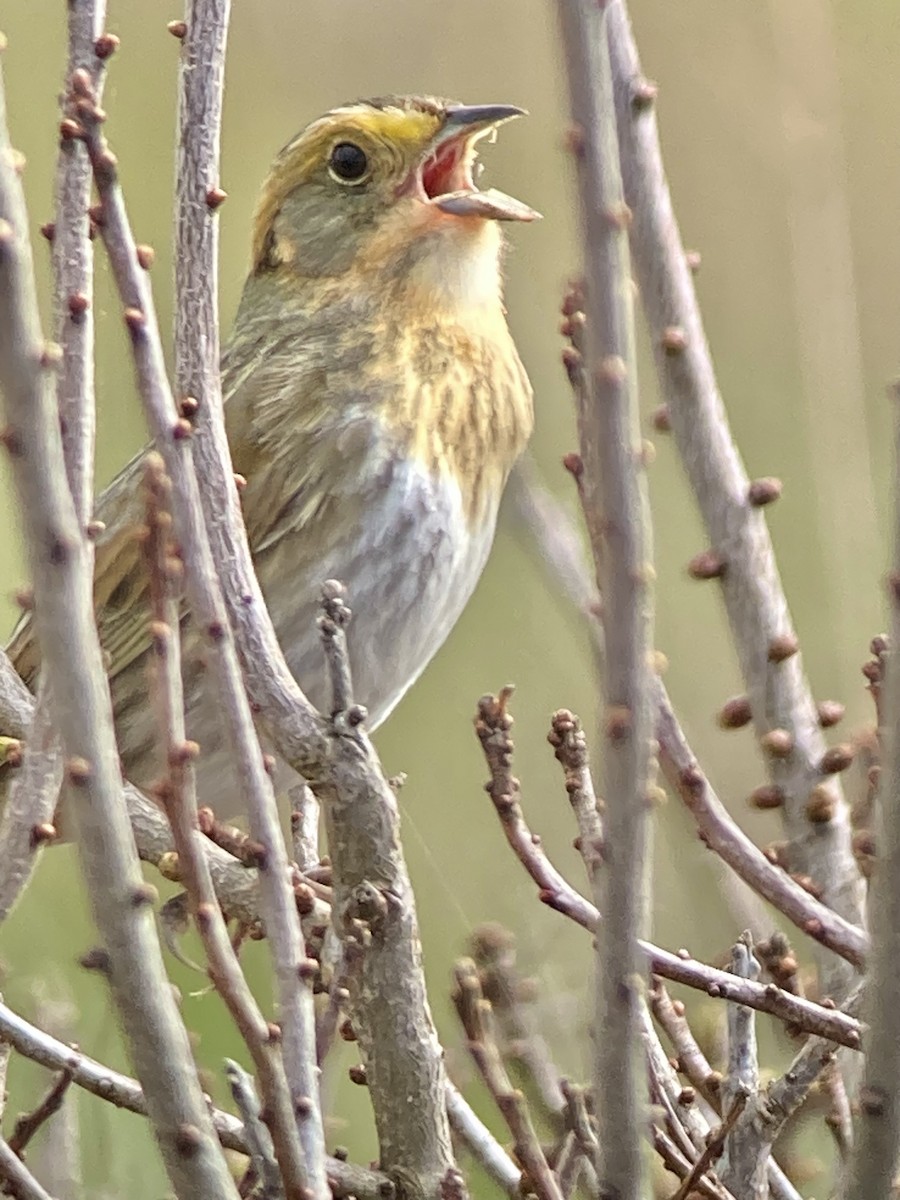 Nelson's Sparrow - ML619887860