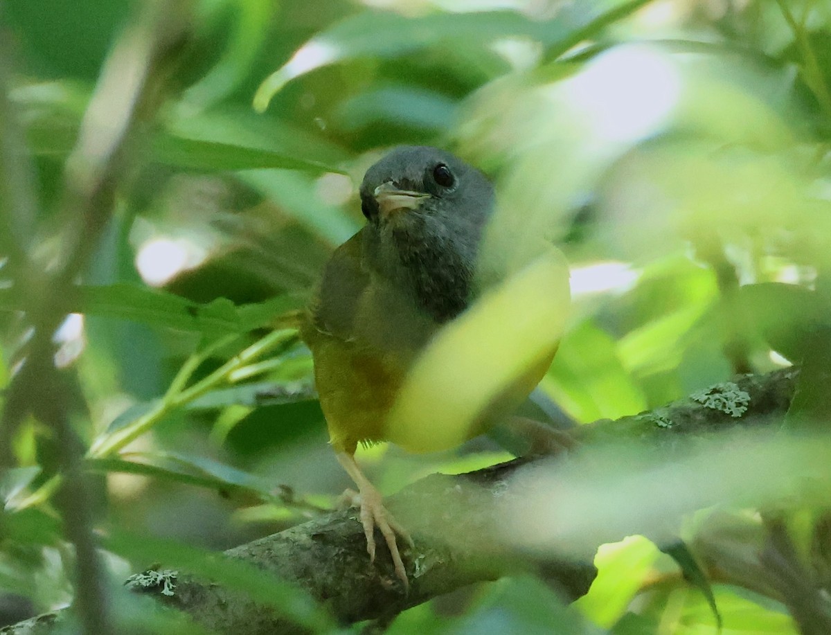 Mourning Warbler - ML619887862