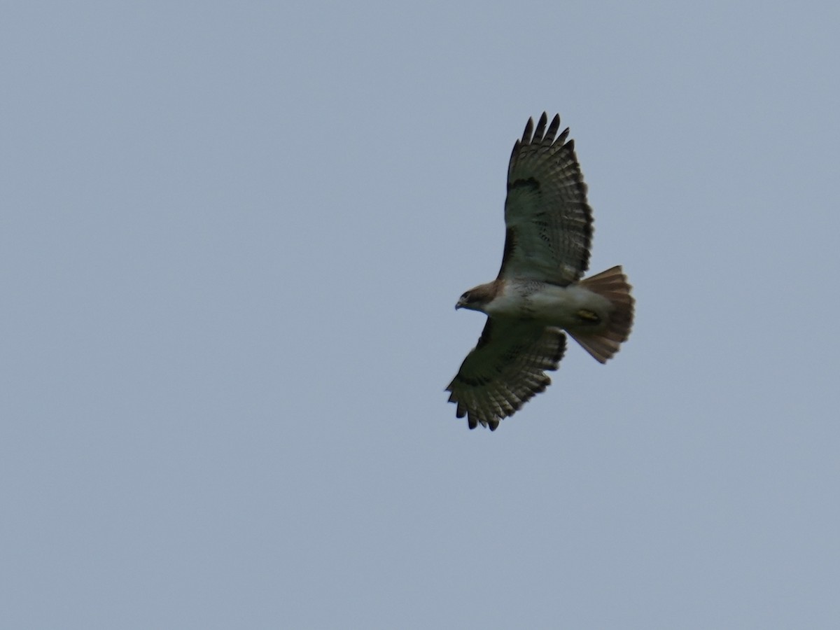 Red-tailed Hawk - ML619887863