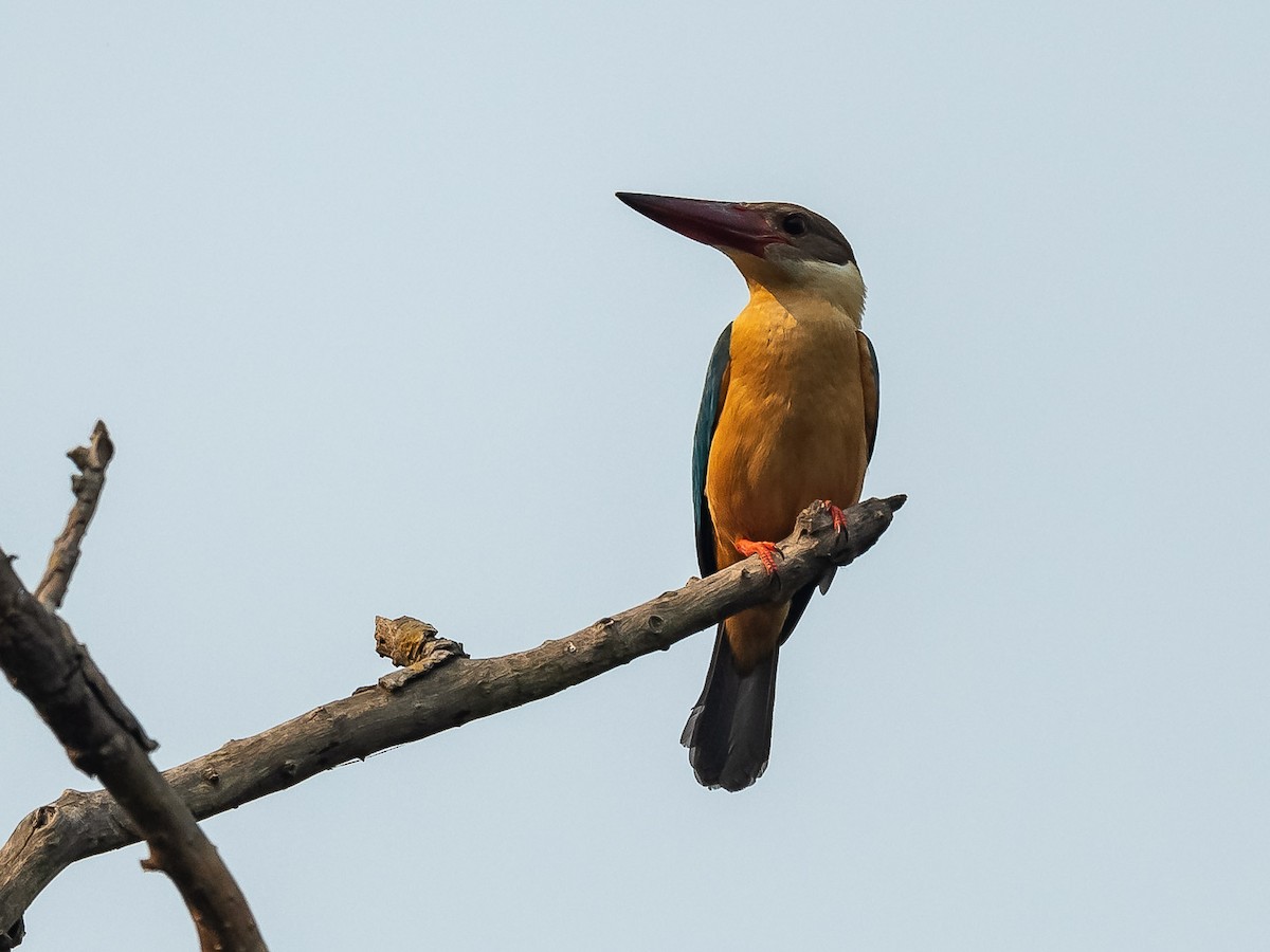 Stork-billed Kingfisher - ML619887864