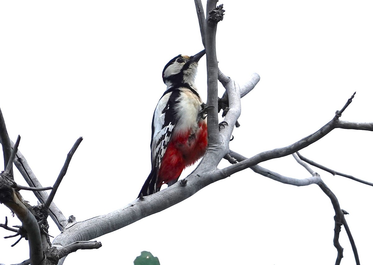 White-winged Woodpecker - ML619887866