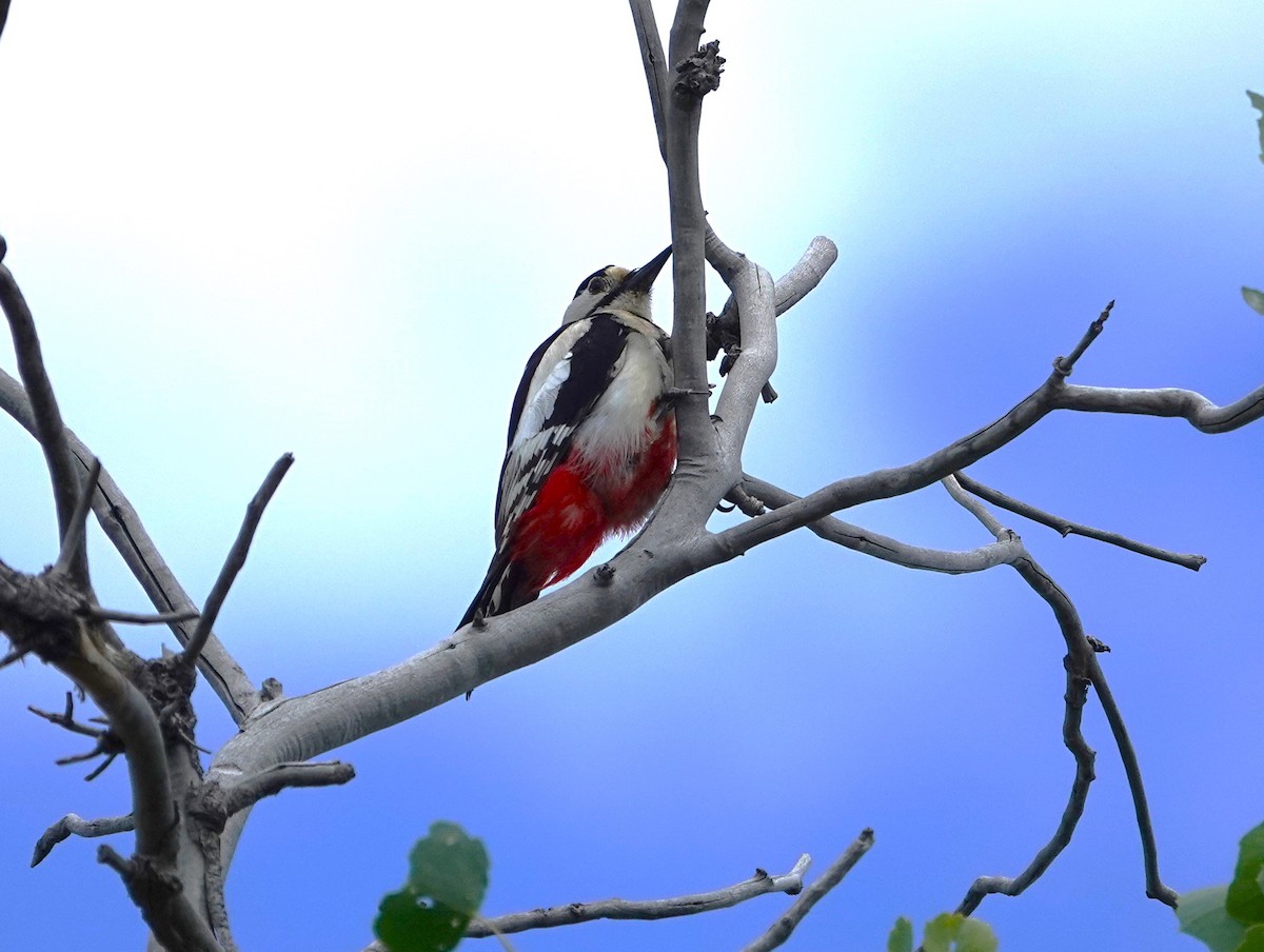 White-winged Woodpecker - ML619887867