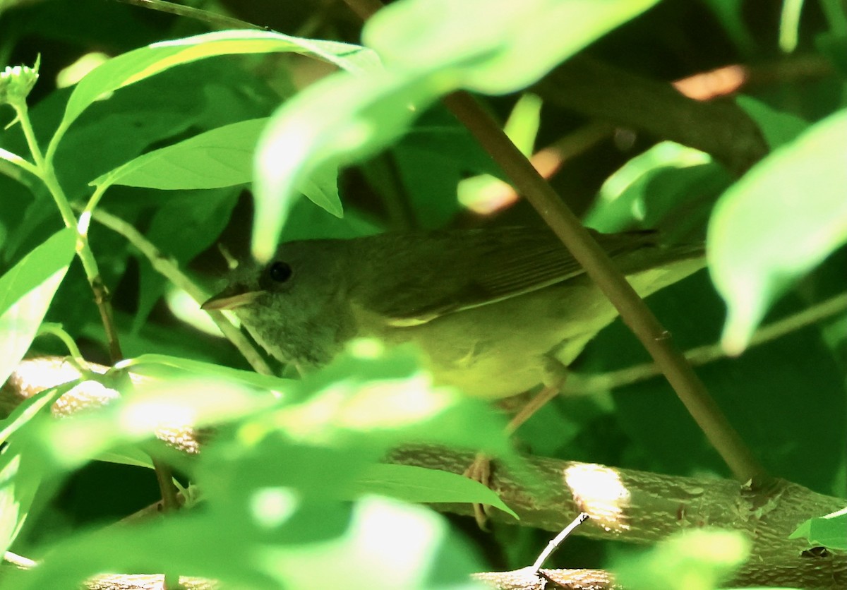 Mourning Warbler - ML619887874