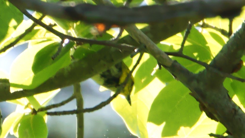 Black-throated Green Warbler - ML619887875