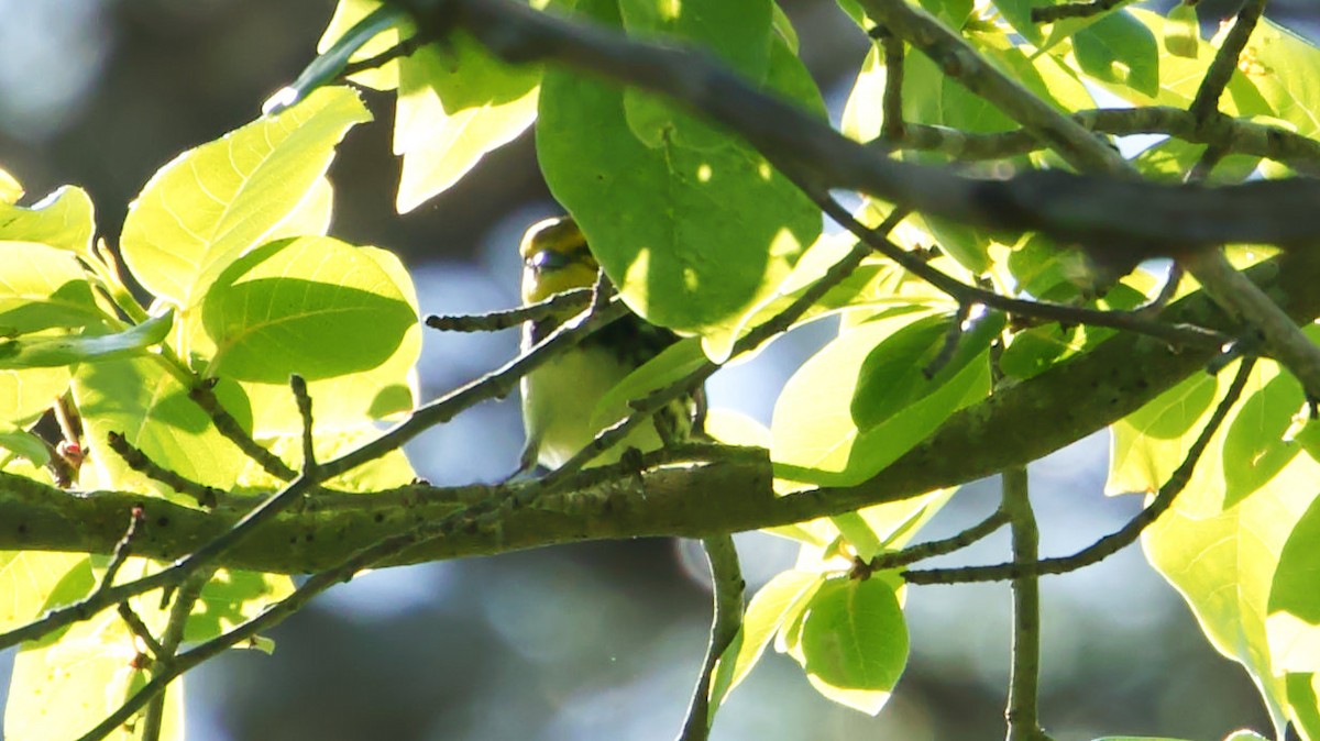Black-throated Green Warbler - ML619887876