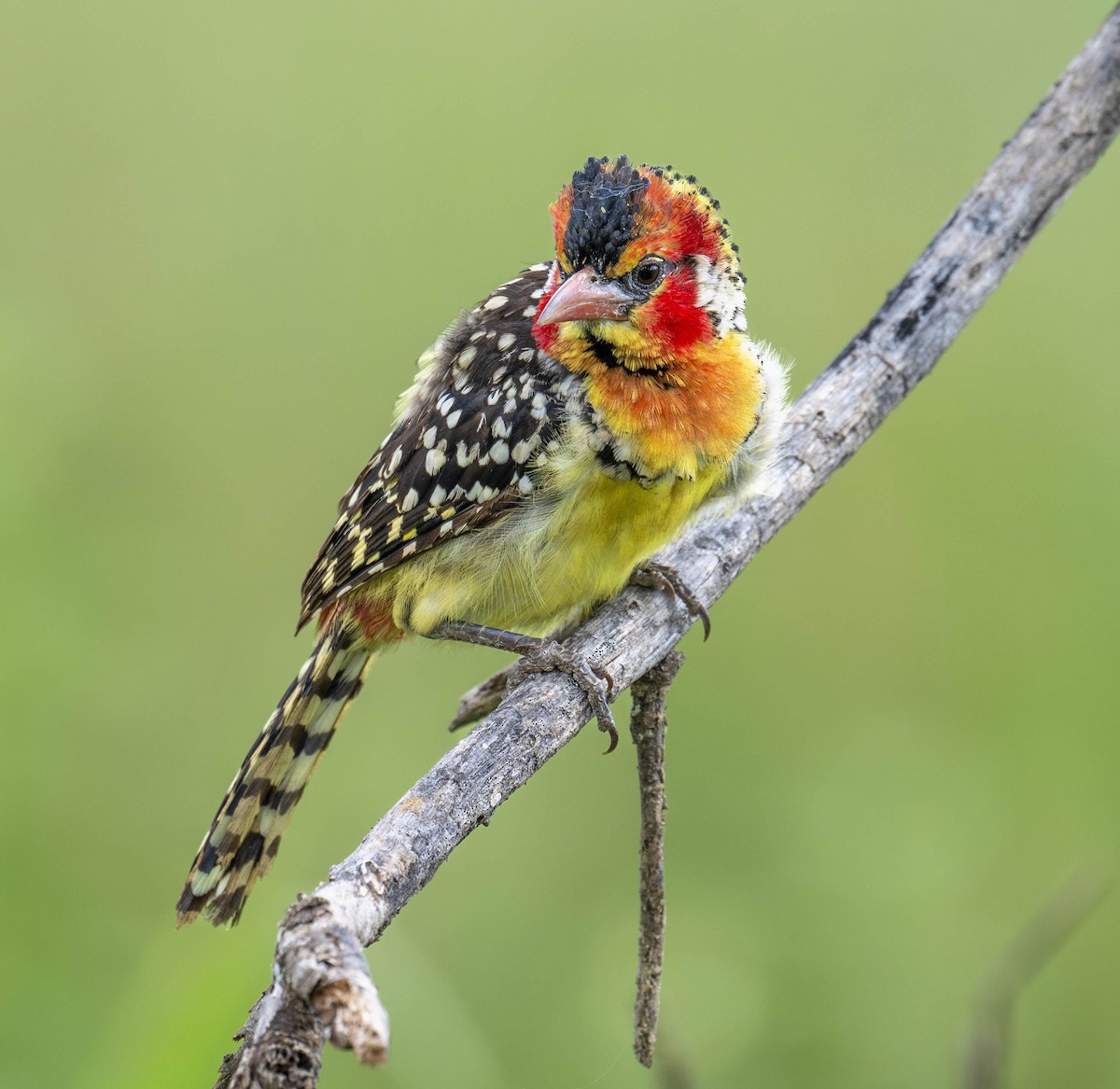 Red-and-yellow Barbet - ML619887877