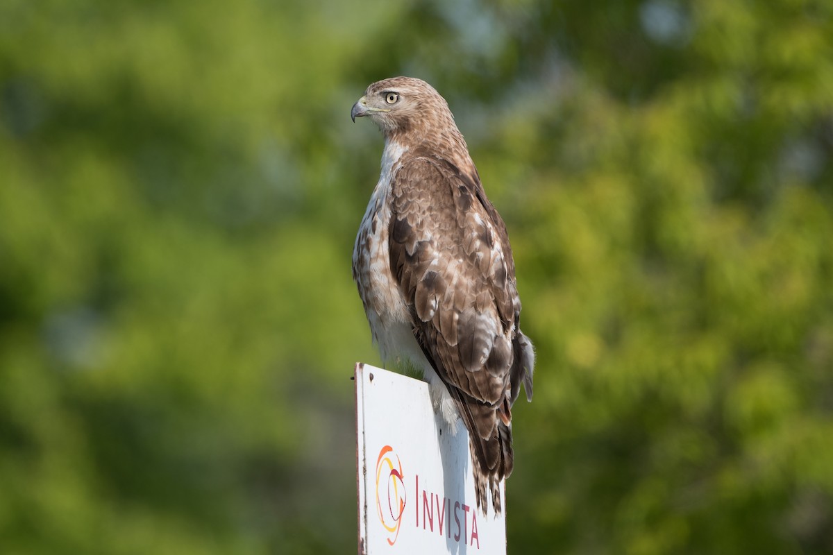 Red-tailed Hawk - ML619887878