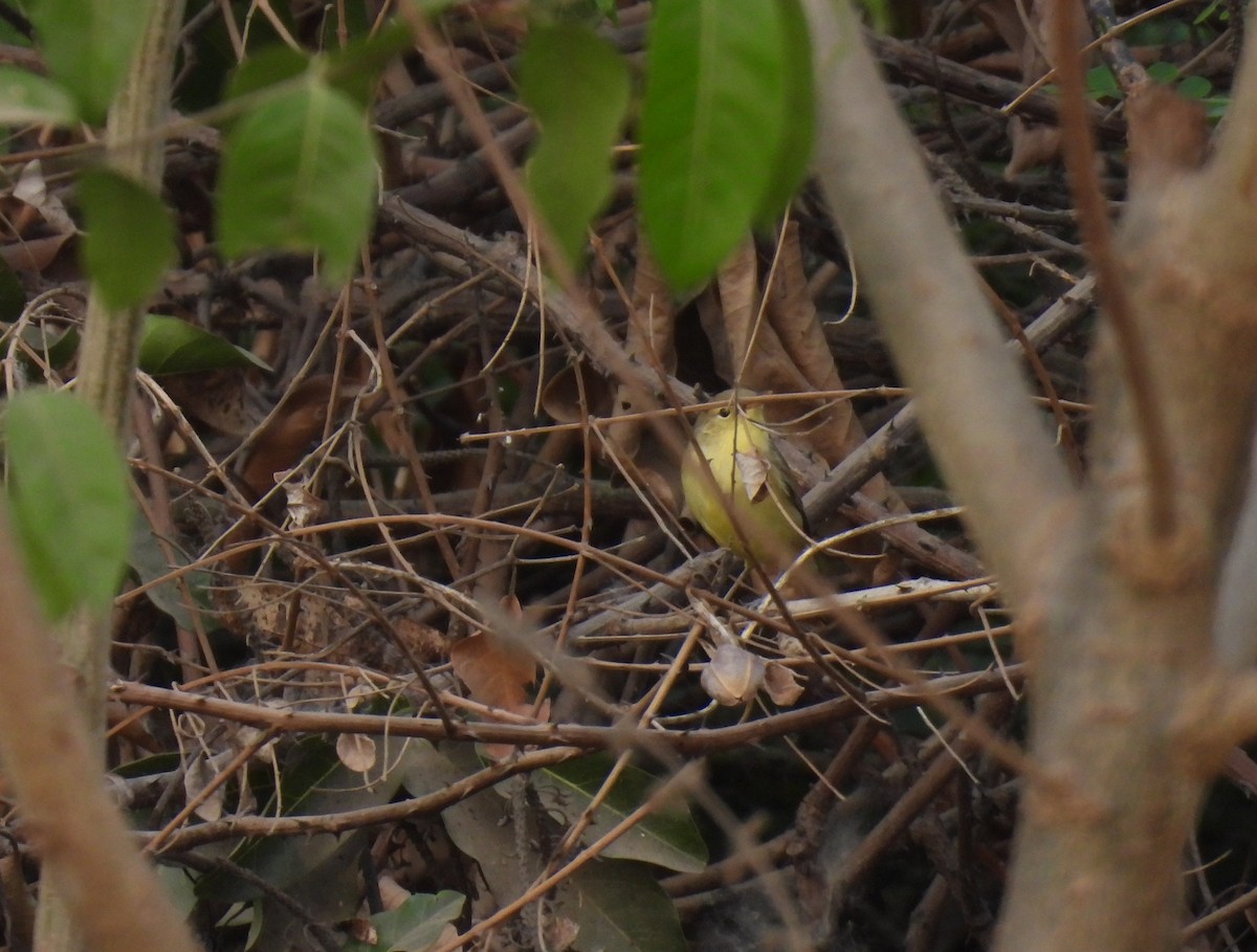 Melodious Warbler - ML619887882