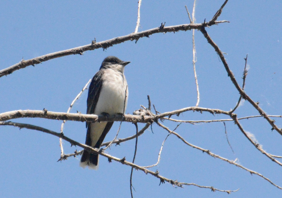 Eastern Kingbird - ML619887889