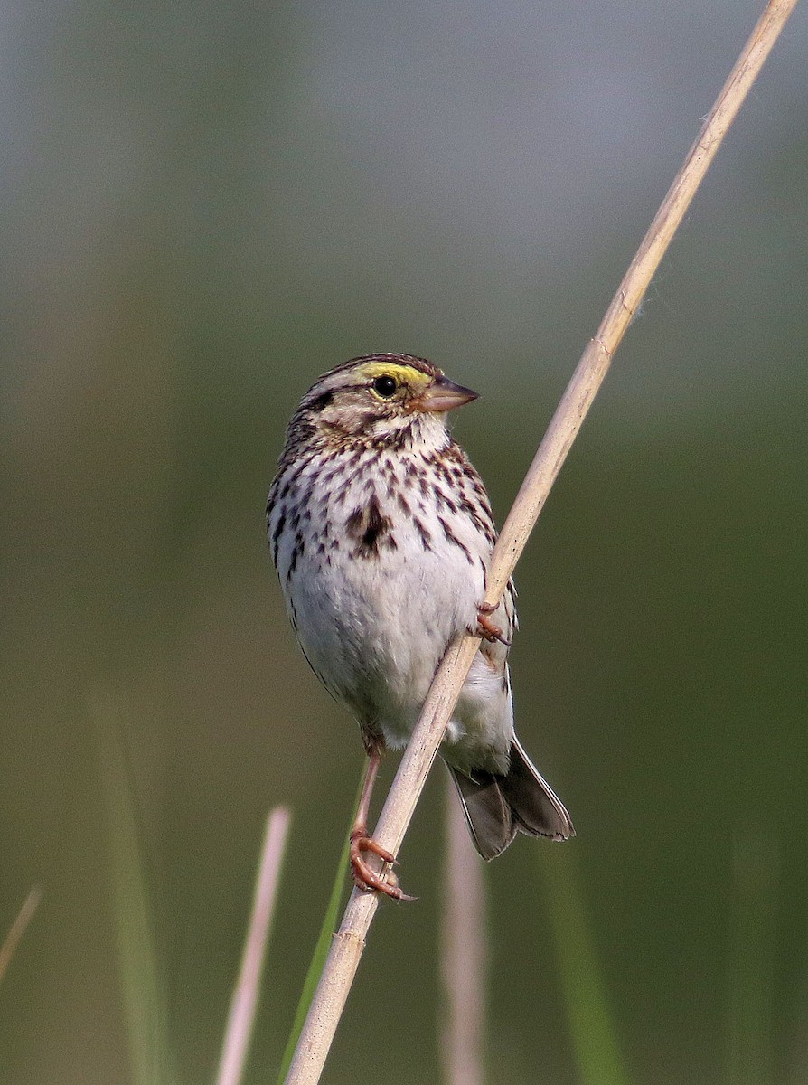 Savannah Sparrow - ML619887890