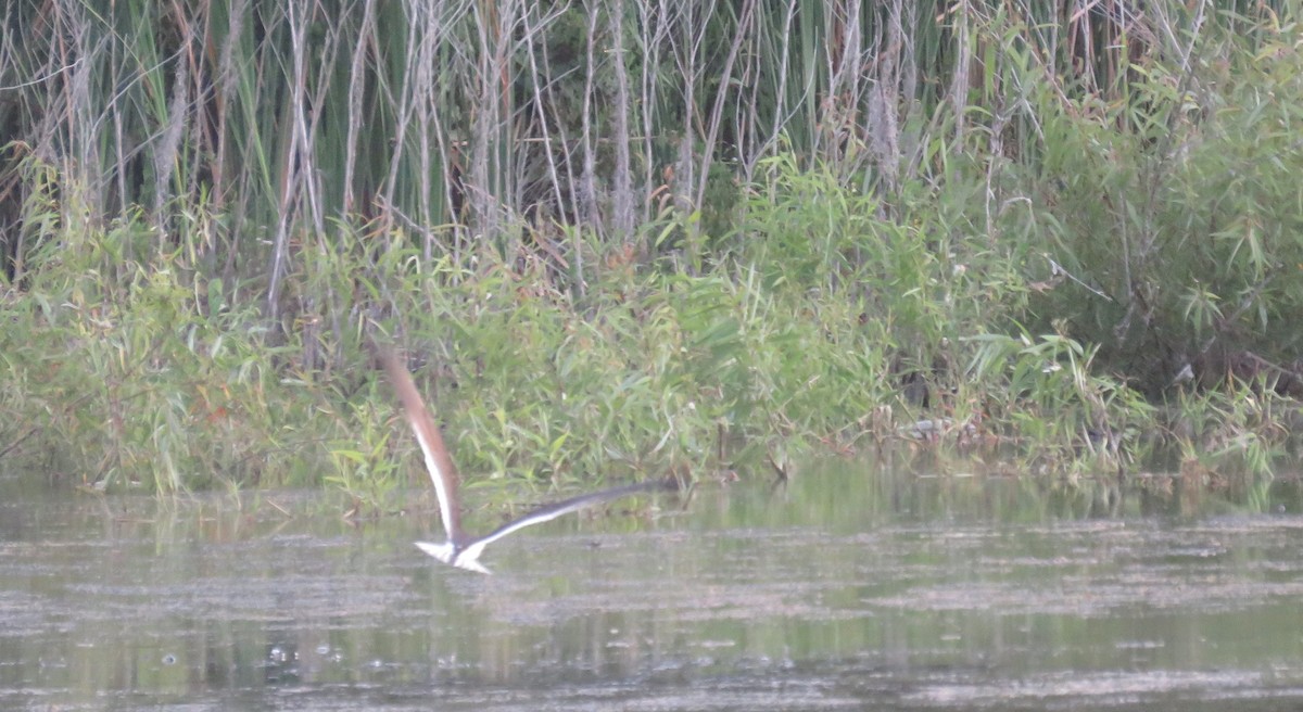 Black Skimmer - ML619887891