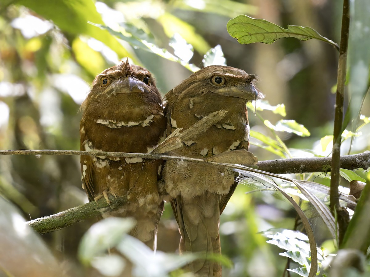 Philippine Frogmouth - ML619887892