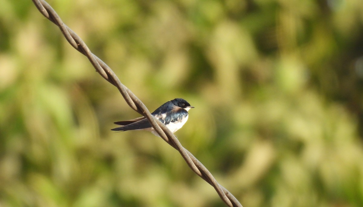 Pied-winged Swallow - ML619887893