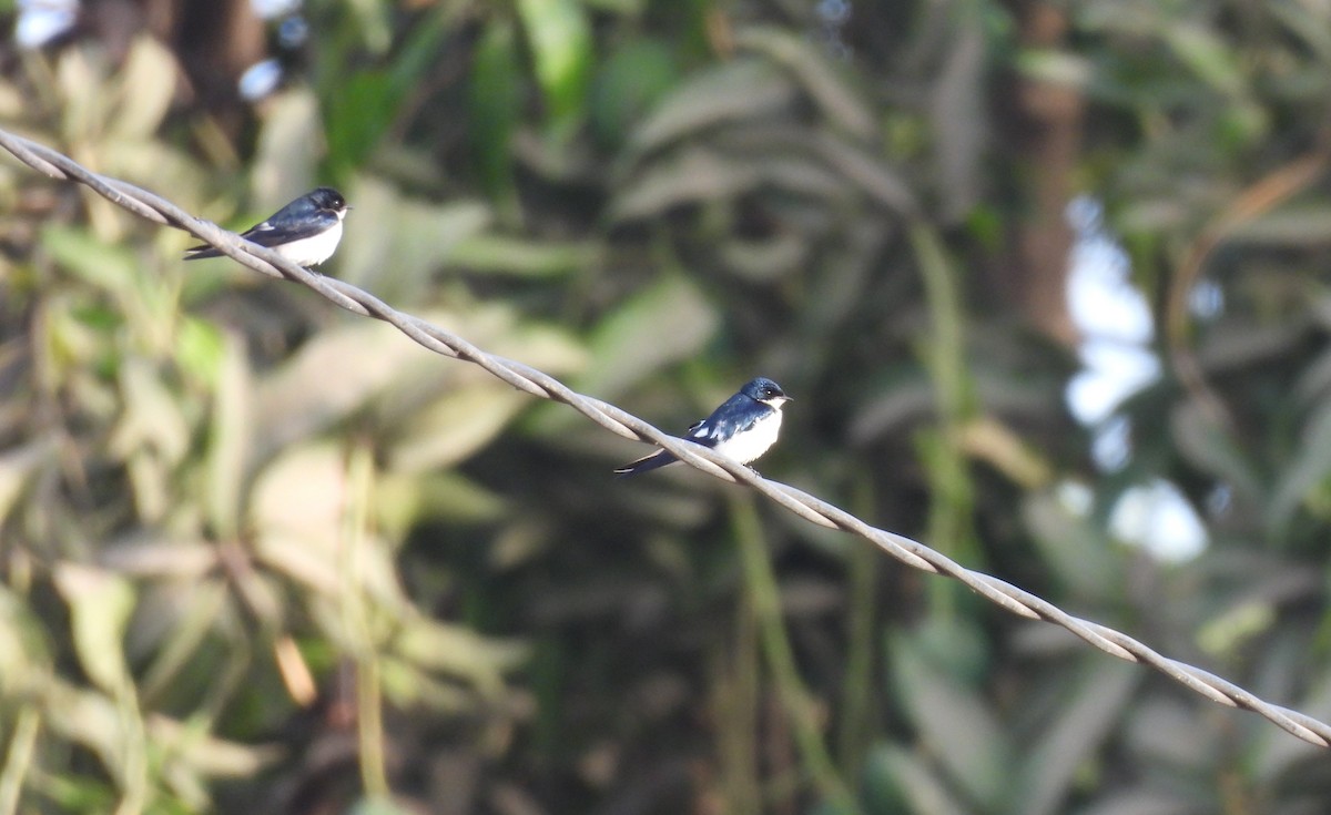 Pied-winged Swallow - ML619887894