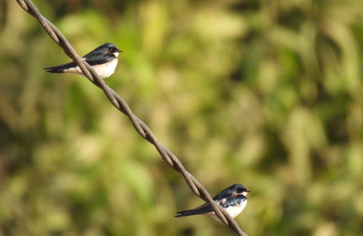 Pied-winged Swallow - ML619887895