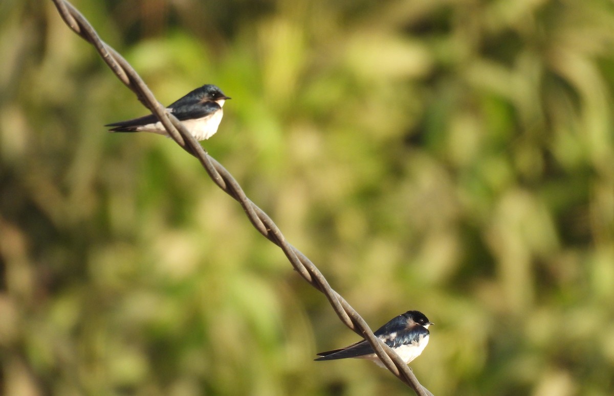 Pied-winged Swallow - ML619887896