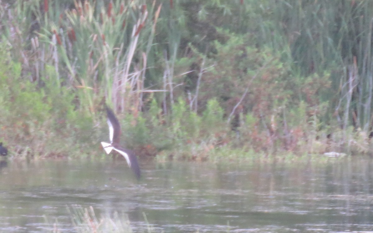 Black Skimmer - ML619887898