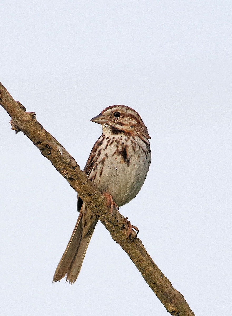 Song Sparrow - ML619887902