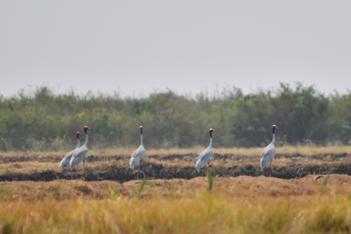 Sarus Crane - ML619887904