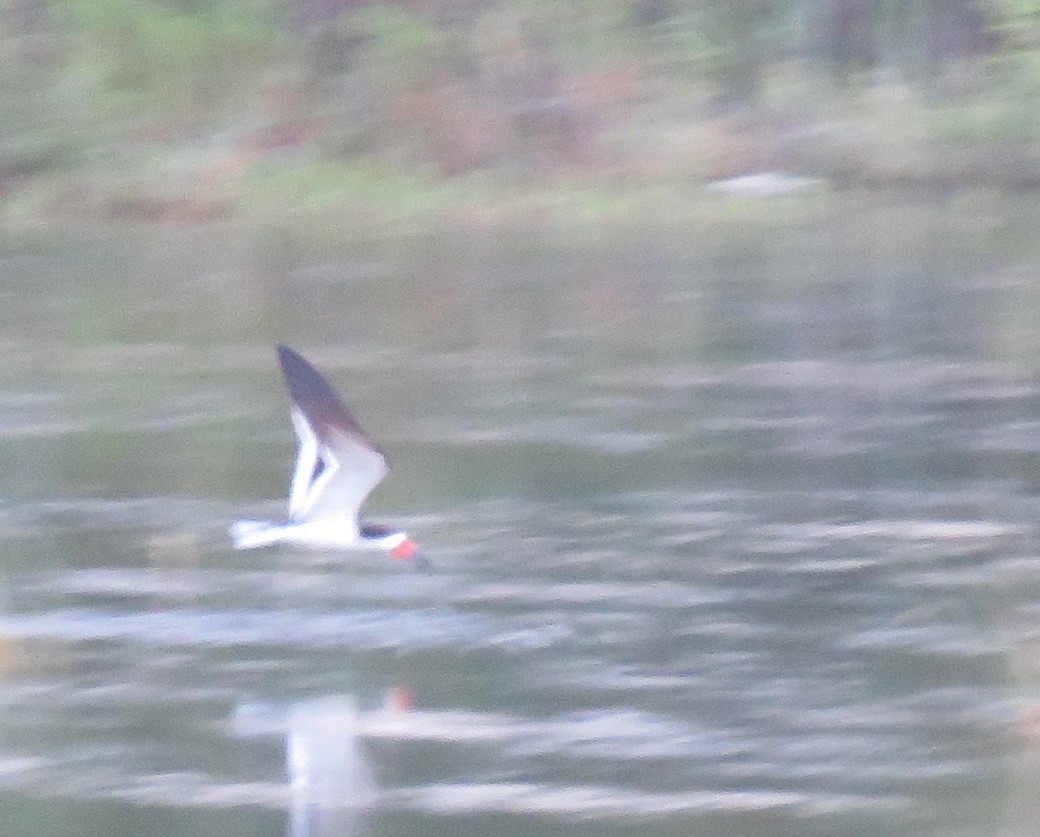 Black Skimmer - shirley franey