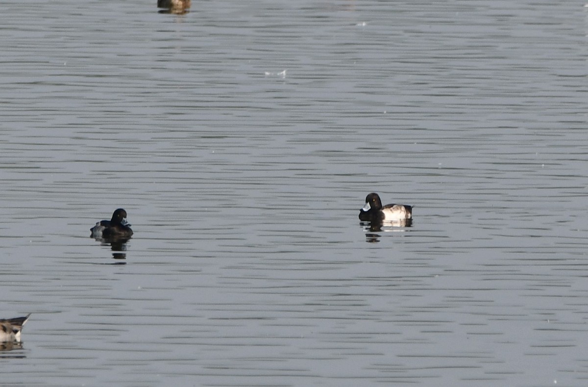 Tufted Duck - ML619887910