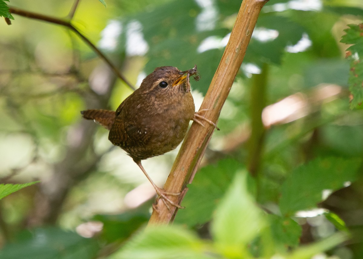 Pacific Wren - ML619887913