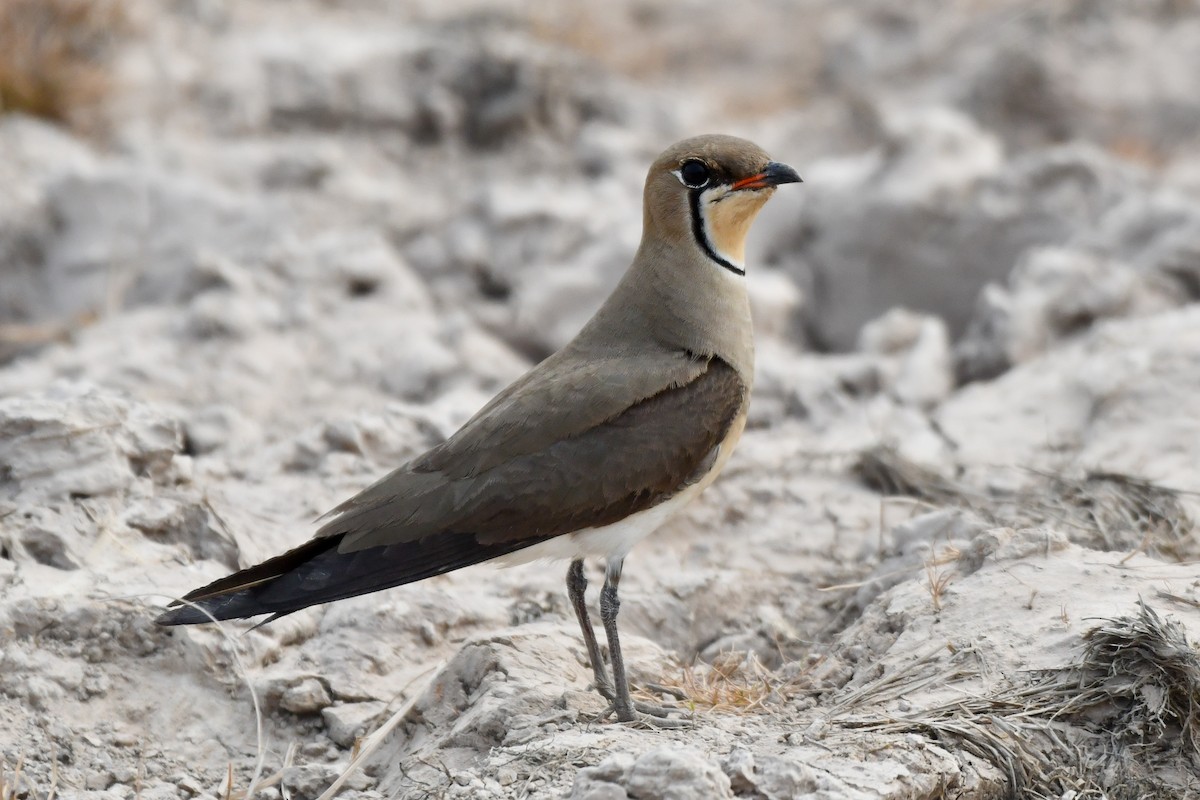 Oriental Pratincole - ML619887916