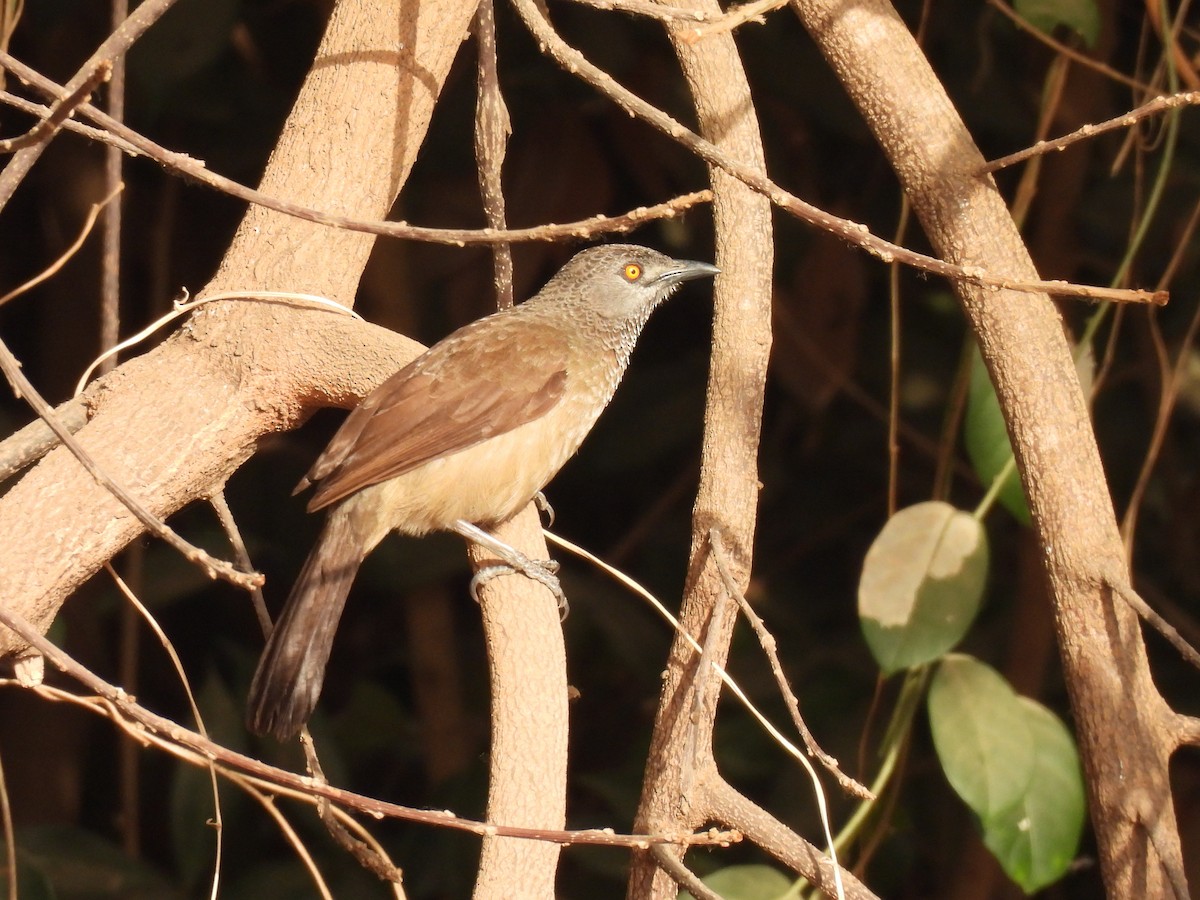 Brown Babbler - ML619887923