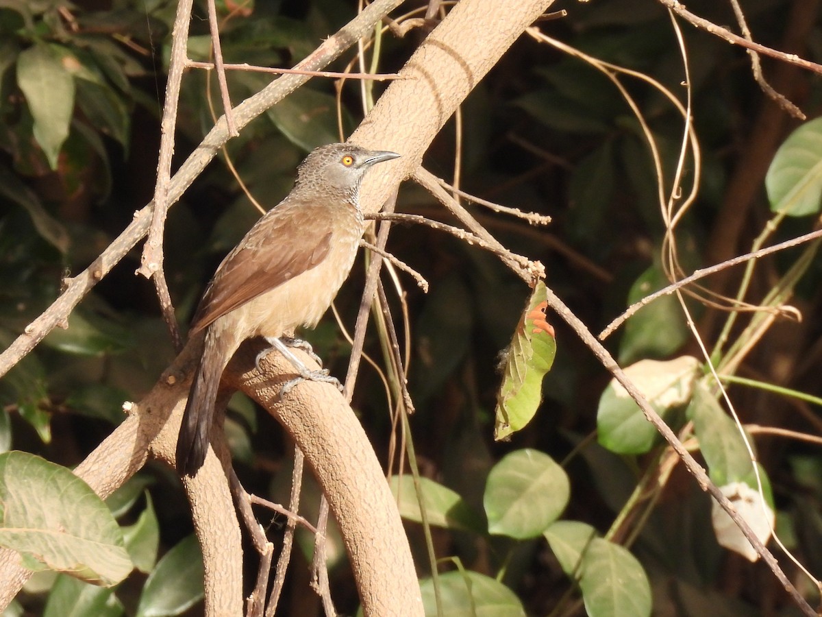 Brown Babbler - ML619887924