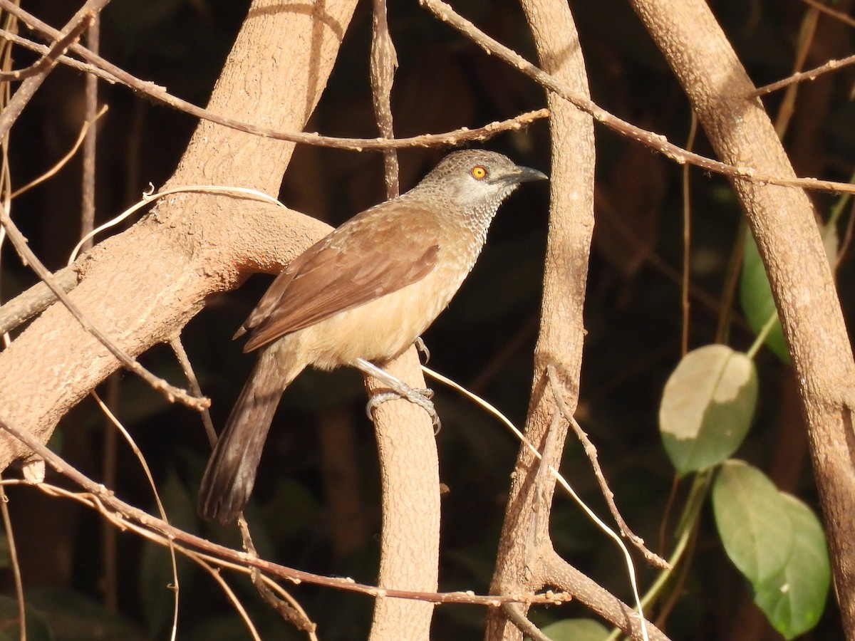 Brown Babbler - ML619887925