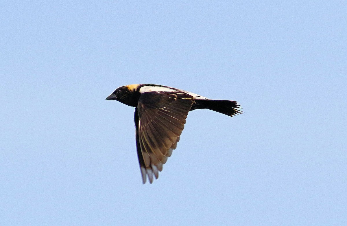 bobolink americký - ML619887926