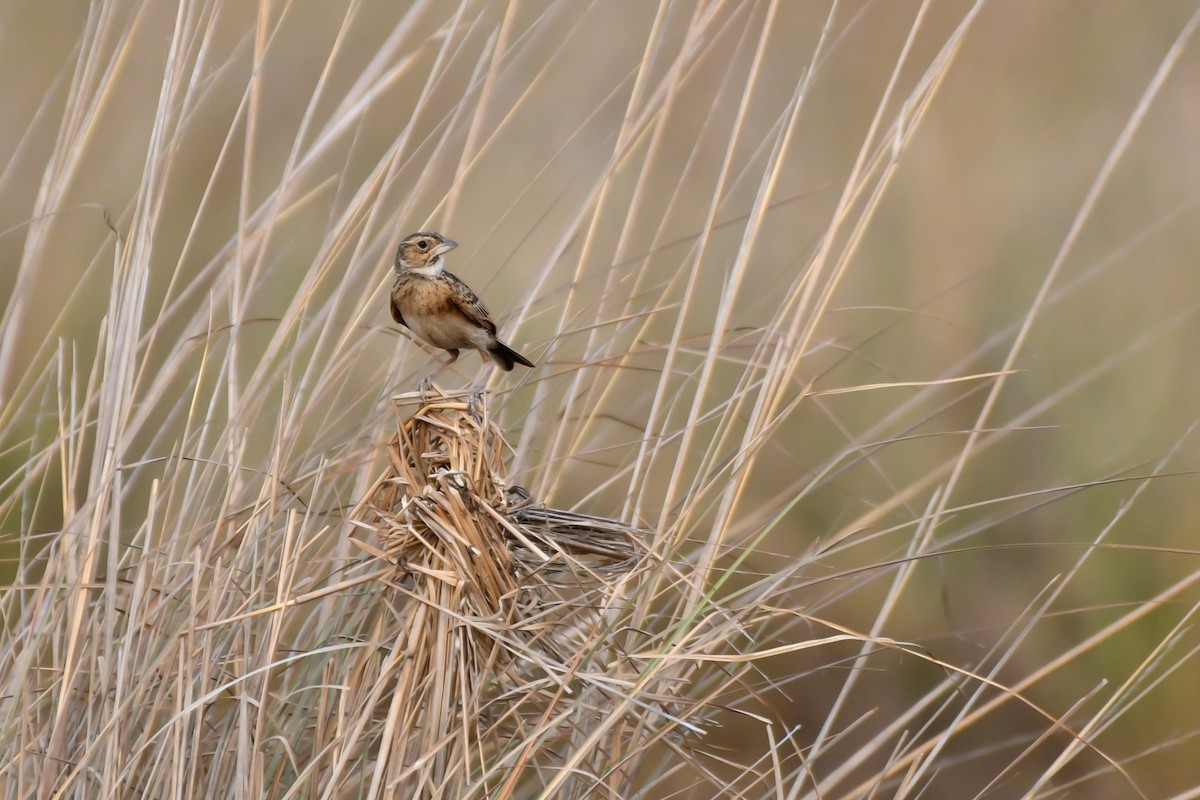 Singing Bushlark (Australasian) - ML619887927