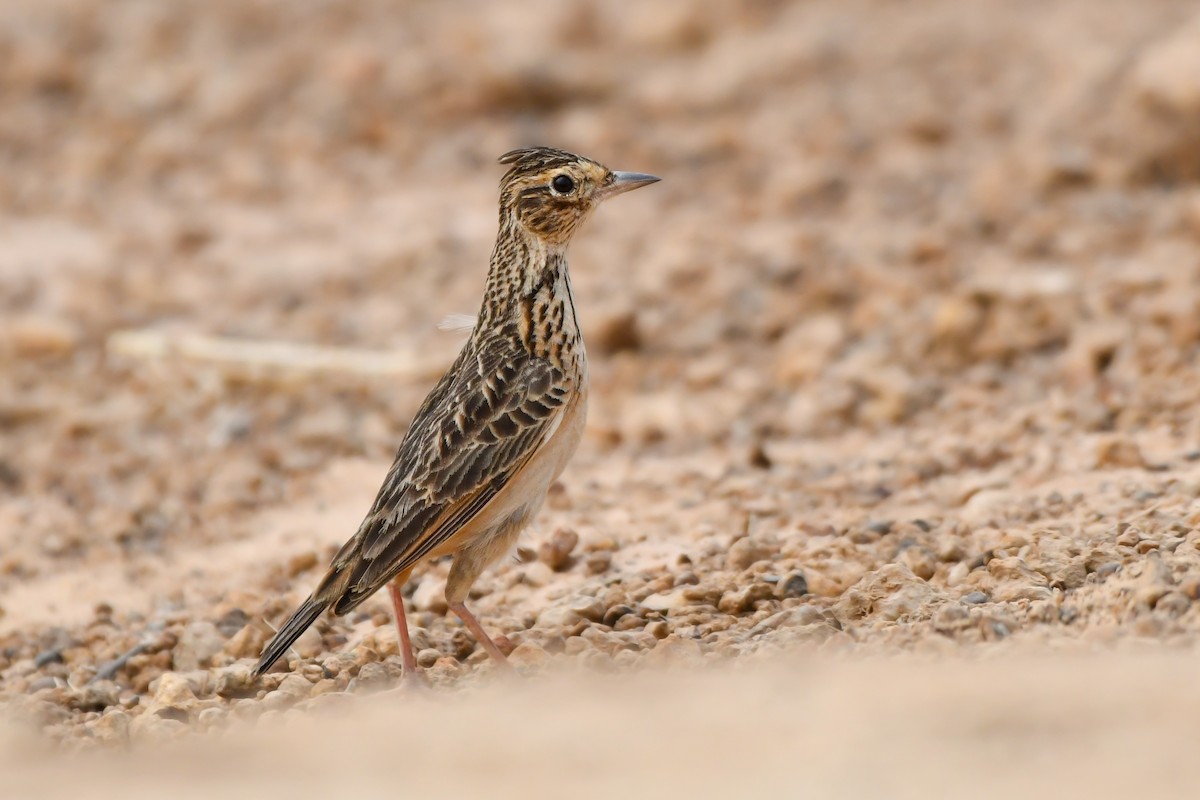 Oriental Skylark - ML619887928