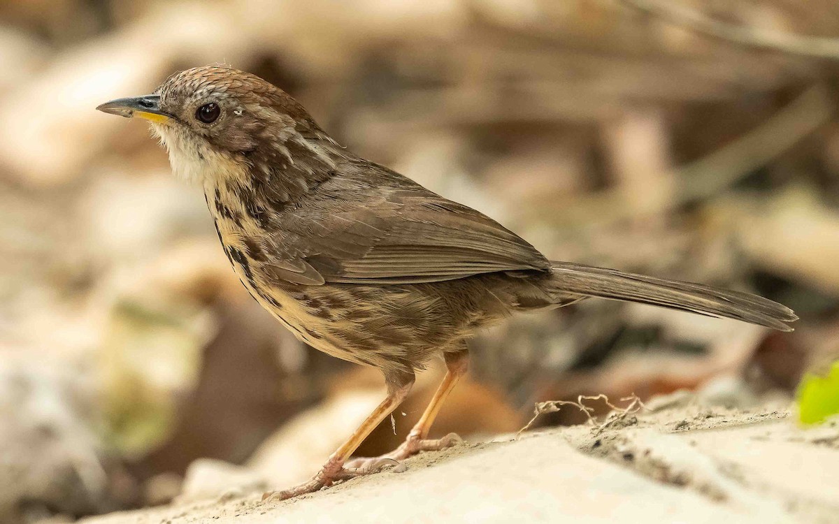 Puff-throated Babbler - ML619887932