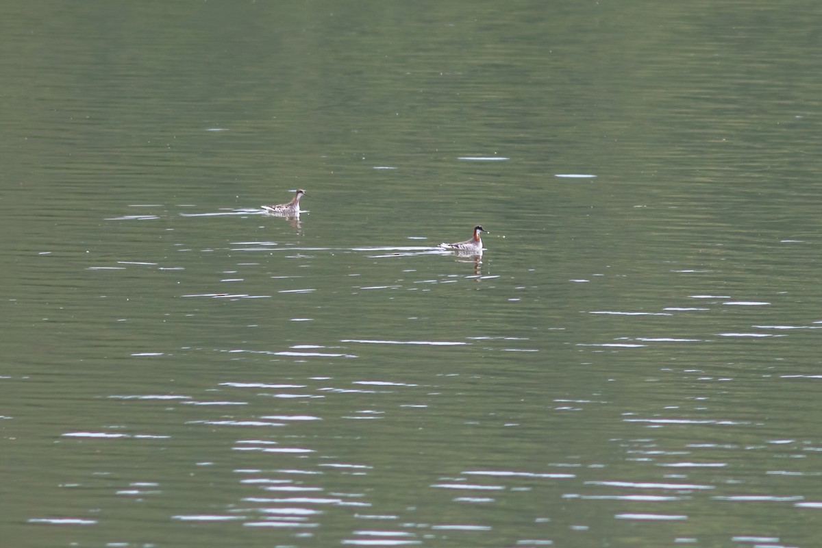 Нарийн сэлээхэй - ML619887938