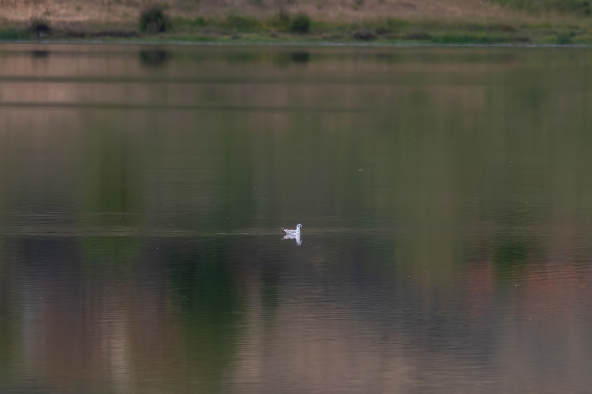 Bonaparte's Gull - ML619887942