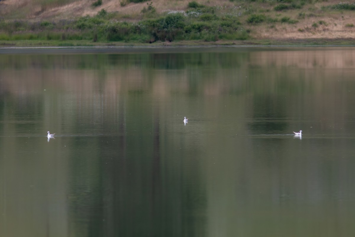 Mouette de Bonaparte - ML619887944