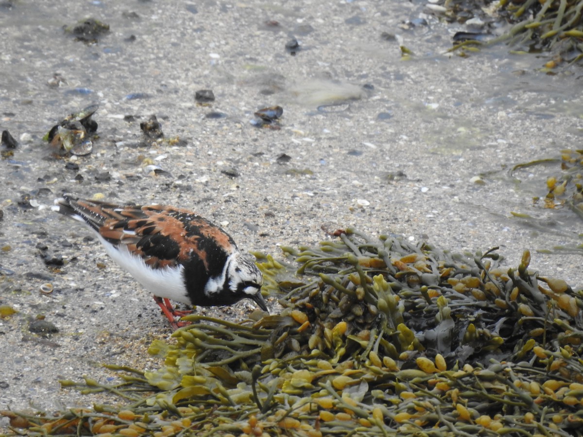 Ruddy Turnstone - ML619887947