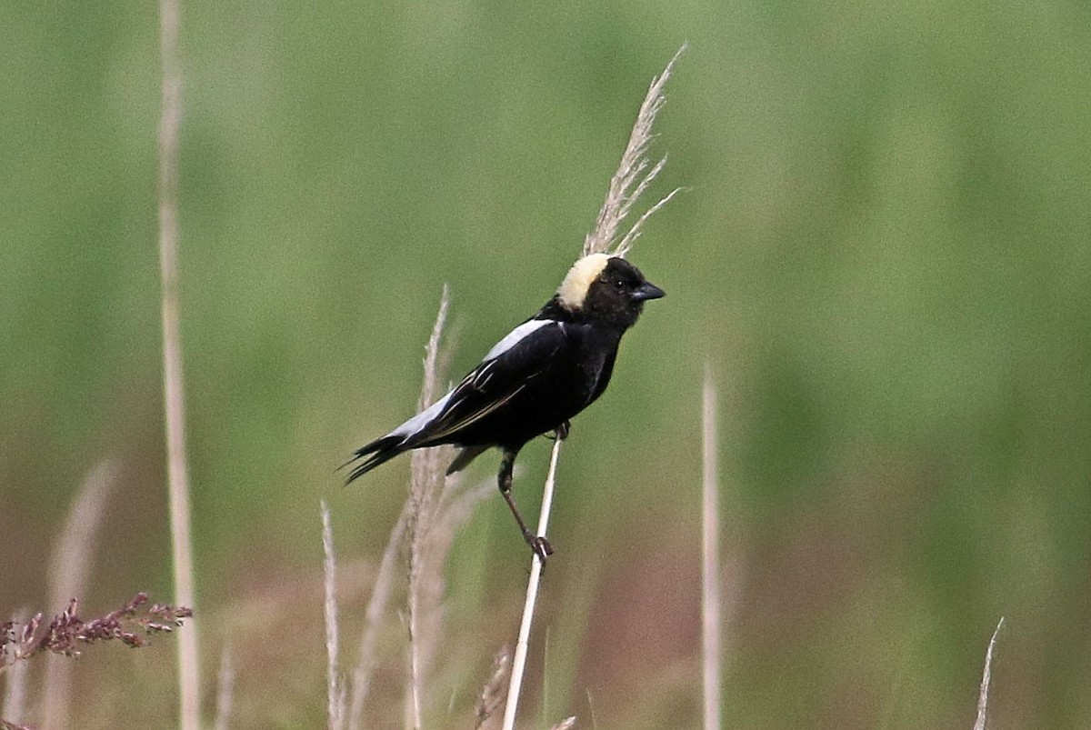 bobolink americký - ML619887962