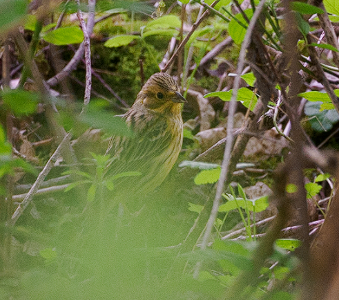 Yellowhammer - ML619887969