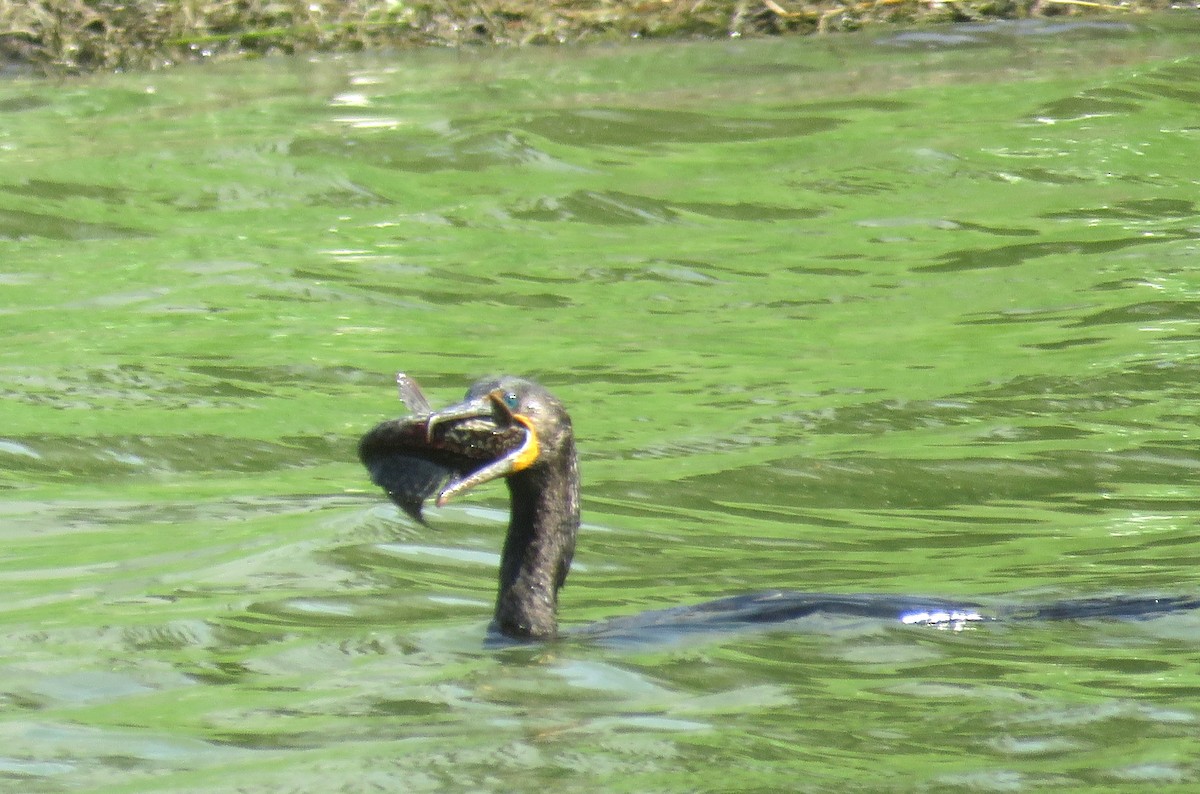 Double-crested Cormorant - ML619887972