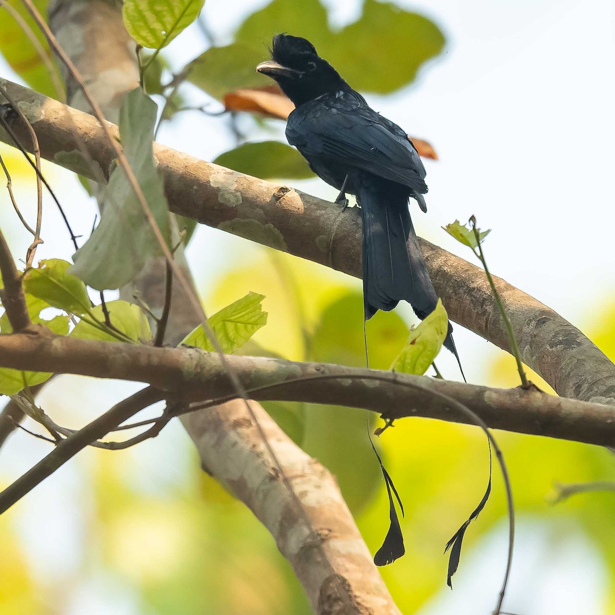 Drongo de Raquetas Grande - ML619887975