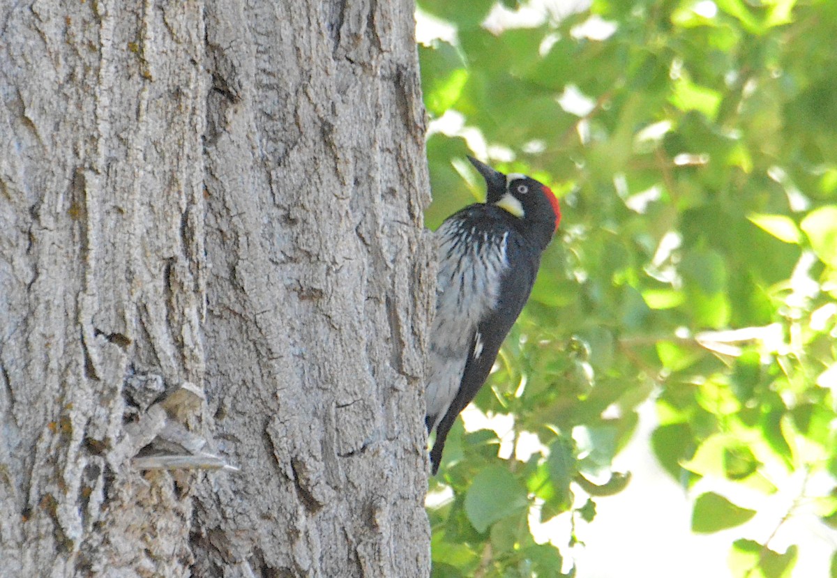 Acorn Woodpecker - ML619887979
