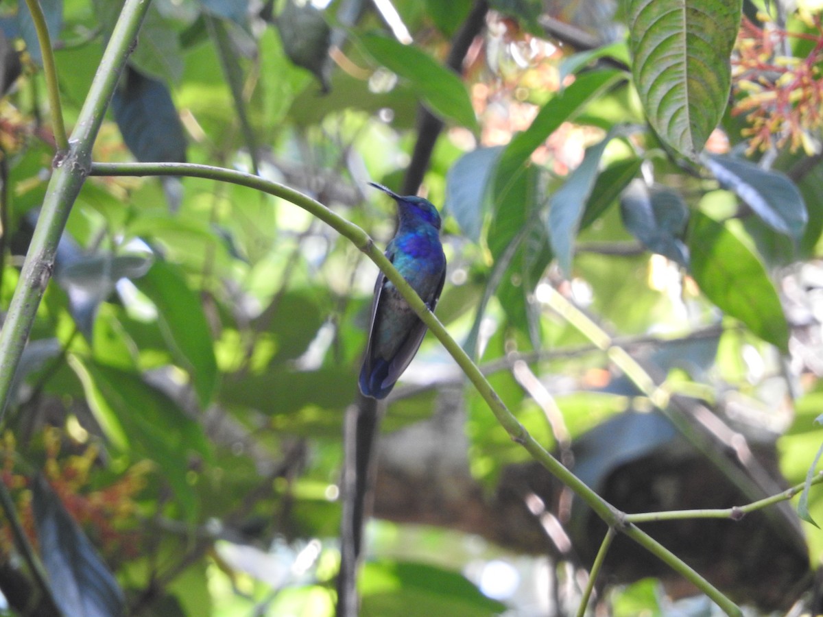 Colibrí Oreja Violeta Mexicano - ML619887995