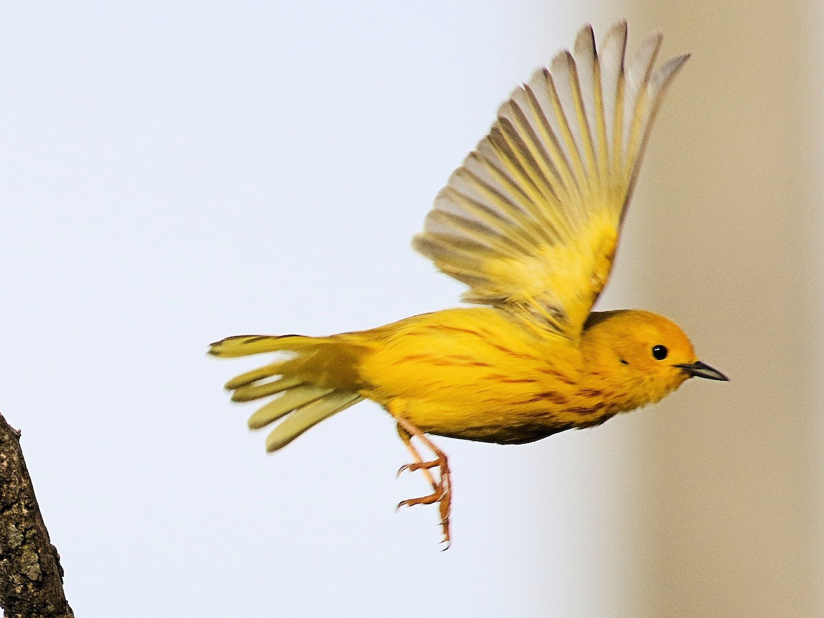 Yellow Warbler - ML619888005